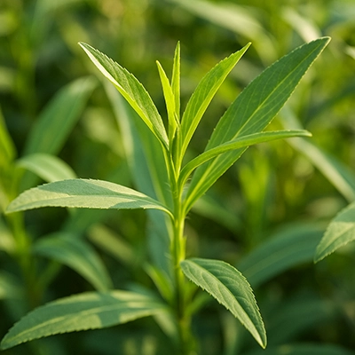 روغن ترخون مهربانی